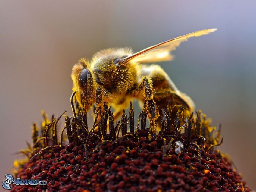 pszczoła na kwiatku, pyłek