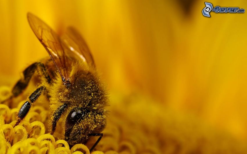 pszczoła na kwiatku, pyłek