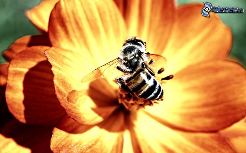 pszczoła na kwiatku