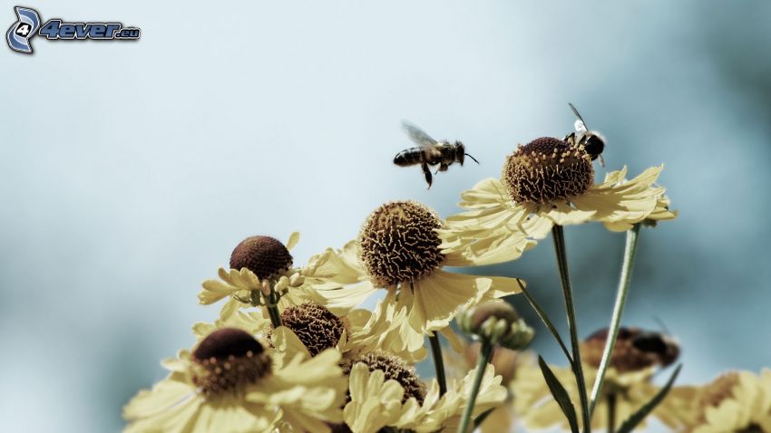 pszczoły, kwiaty