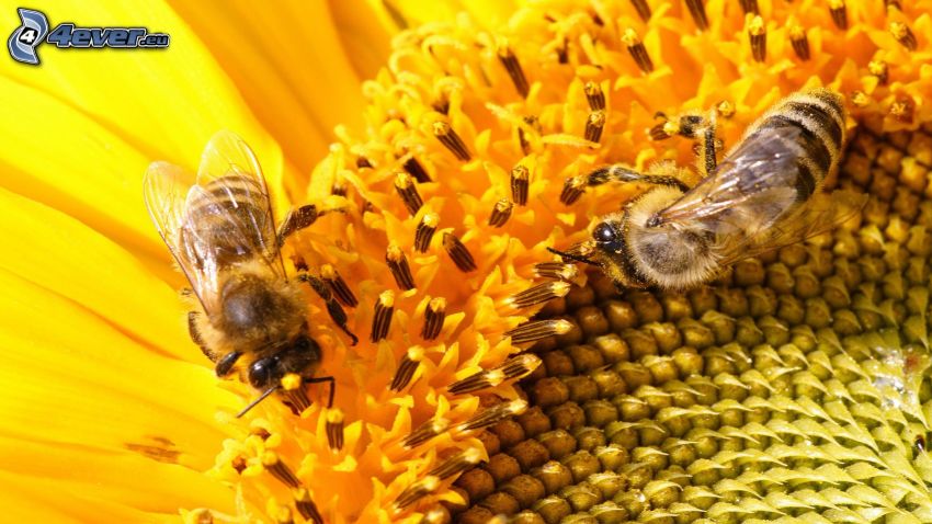 pszczoły, słonecznik