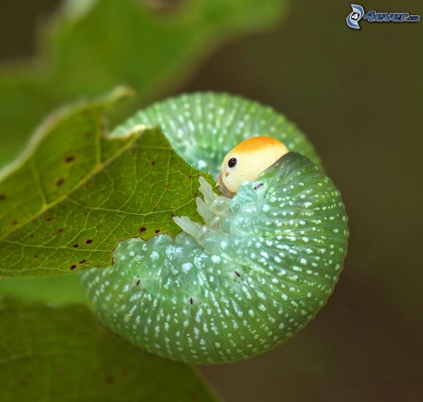 zielona gąsienica, liść