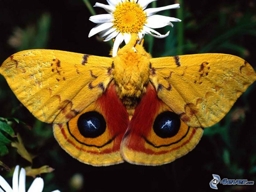 żółty motyl, kwiat