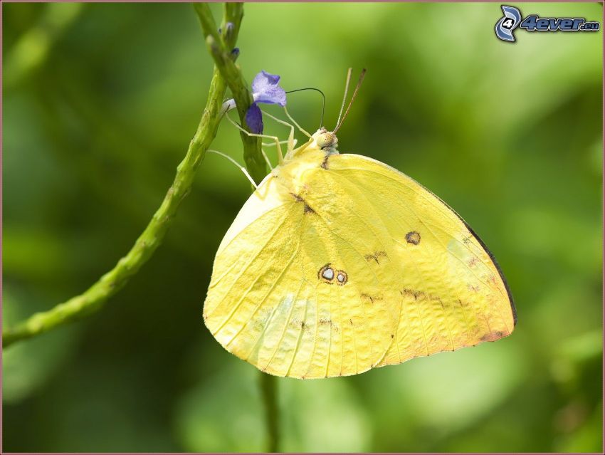 żółty motyl, niebieski kwiat