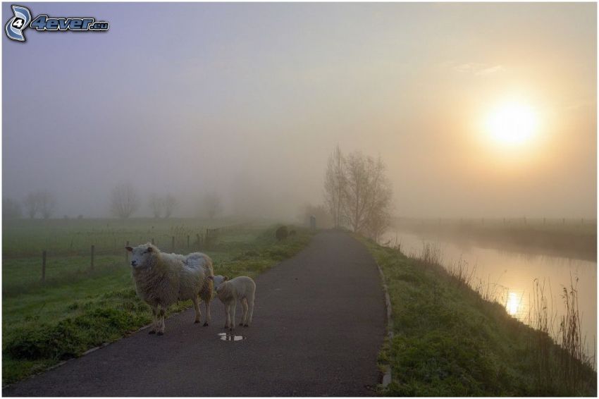 owce, chodnik, rzeka, mgła, słabe słońce