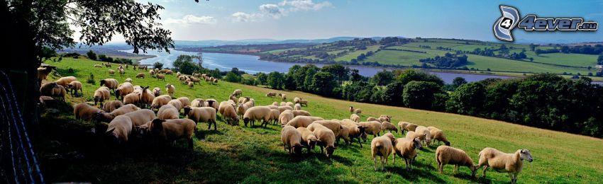 owce, widok na krajobraz
