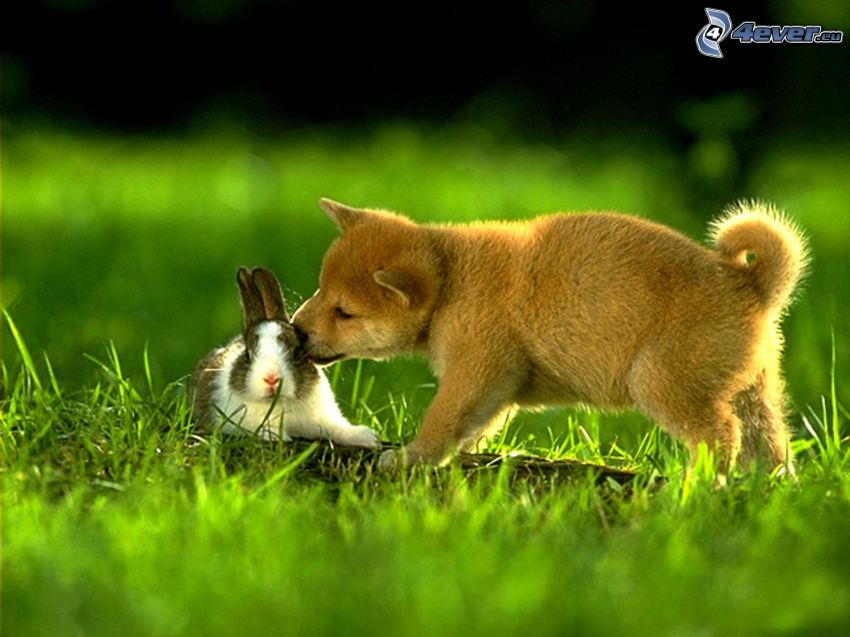 pies i królik, brązowy szczeniak, królik, trawa, przyjaciele