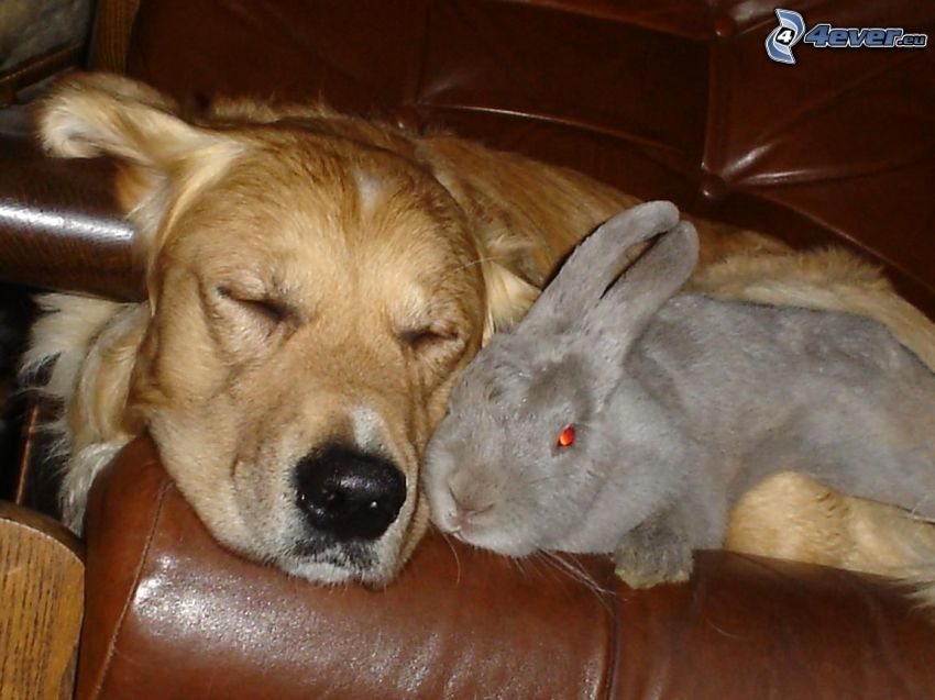 pies i królik