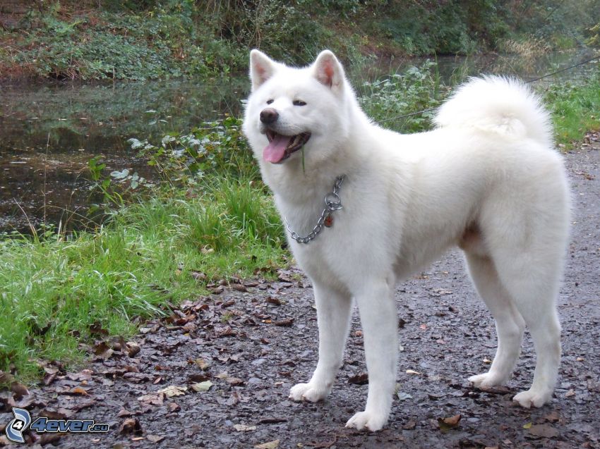 Akita Inu, wystawiony język, rzeka