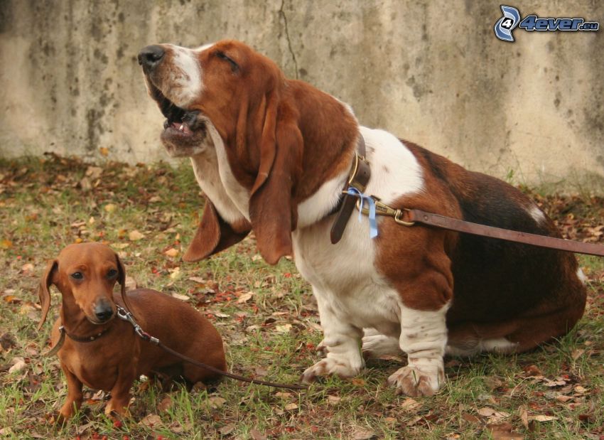 basset, jamnik