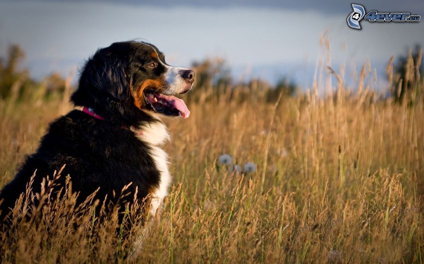 berneński pies pasterski, wystawiony język, sucha trawa