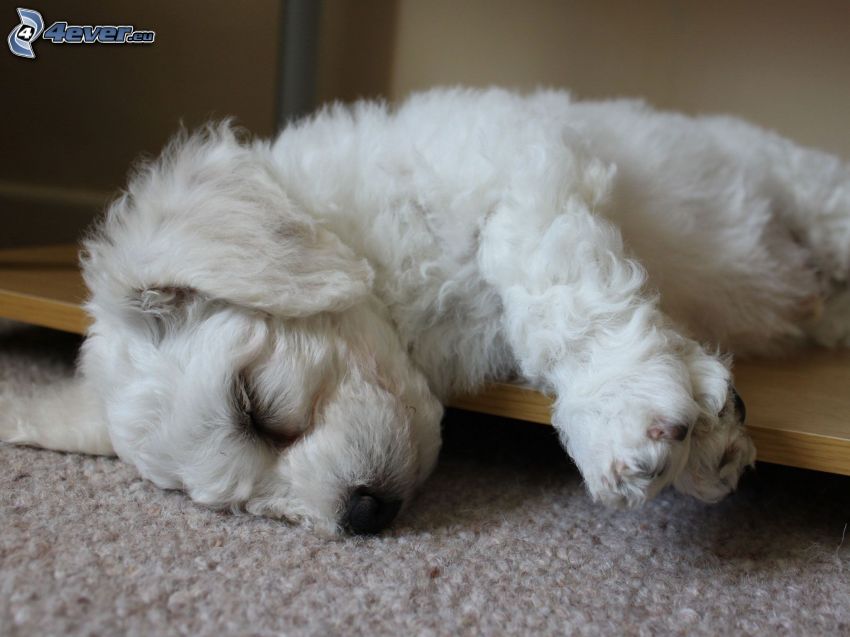 Bichon-Frise, śpiący pies