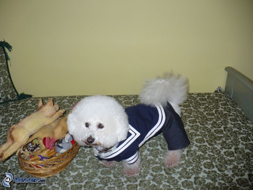 Bichon-Frise, ubrany pies, pies na łóżku