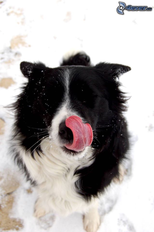 Border Collie, język, śnieg