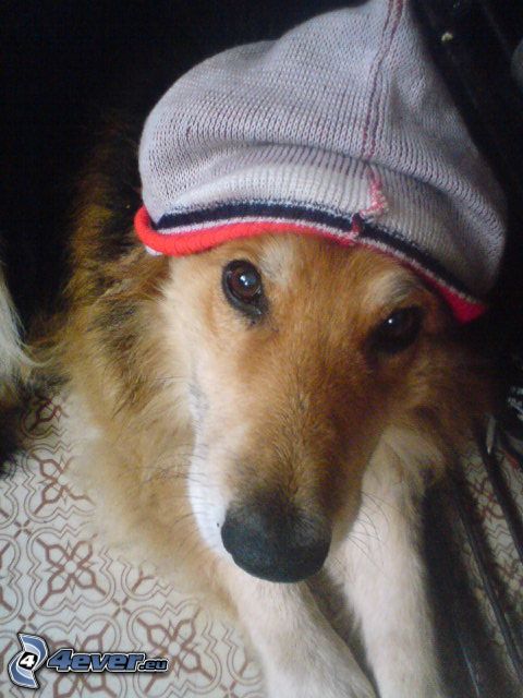 Border Collie, ubrany pies, czapka