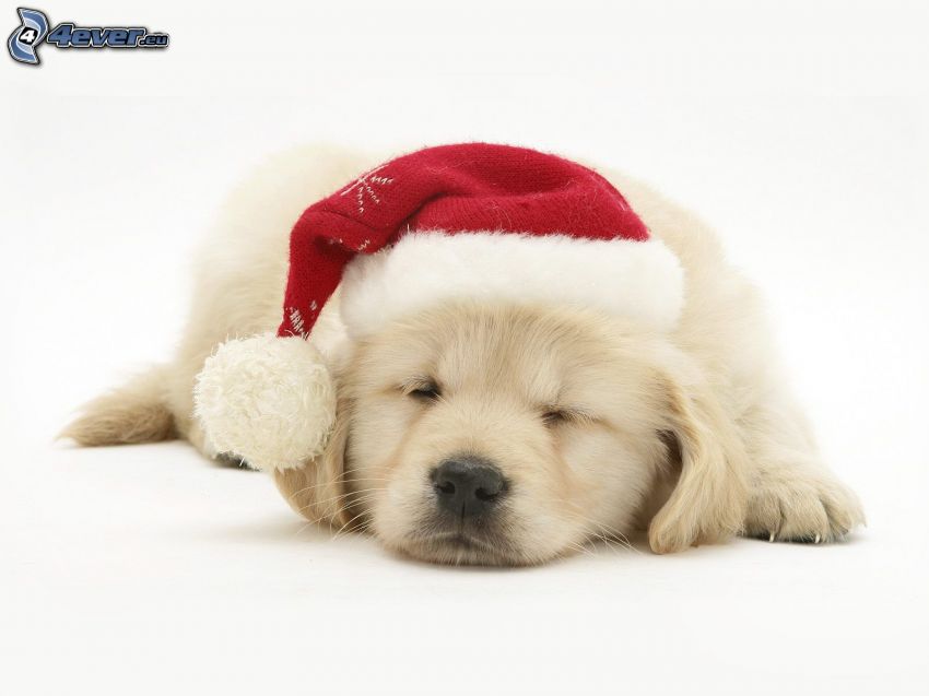 bożonarodzeniowy pies, spanie, czapka Świętego Mikołaja