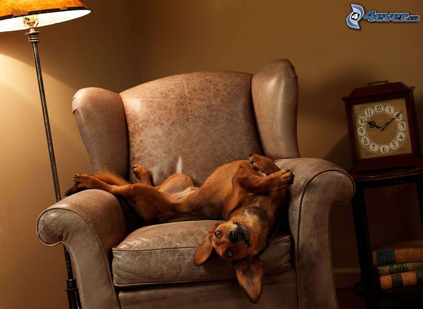 brązowy pies, fotel, zegar, lampa, światło