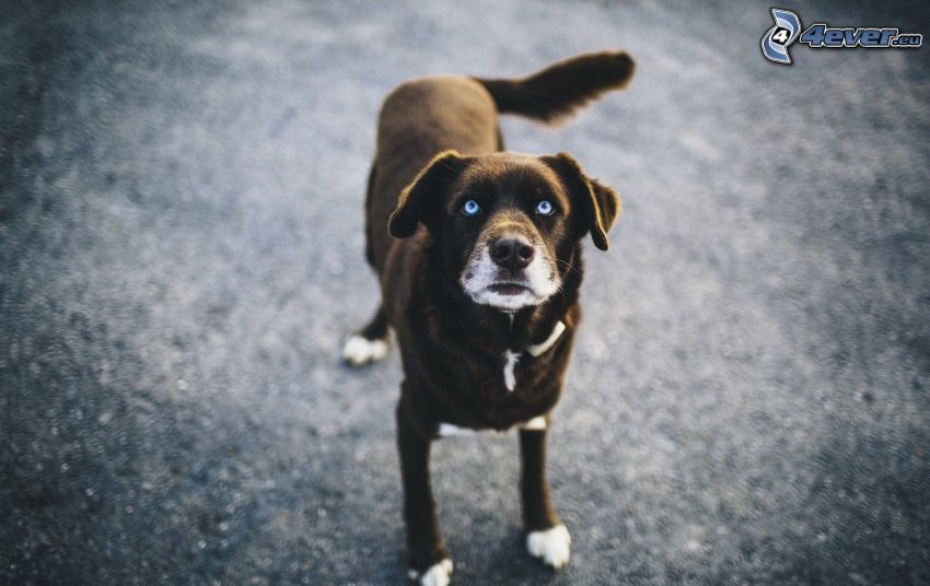 brązowy pies, niebieskie oczy