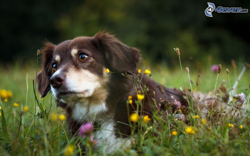 brązowy pies, wiosenne kwiaty