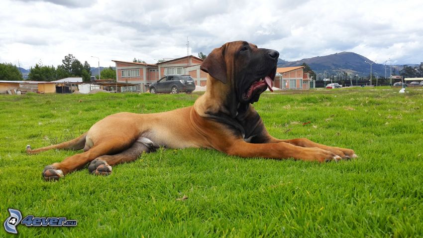 brązowy pies, wystawiony język, trawa