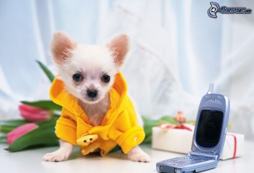 chihuahua, ubrany pies, płaszcz, telefon komórkowy