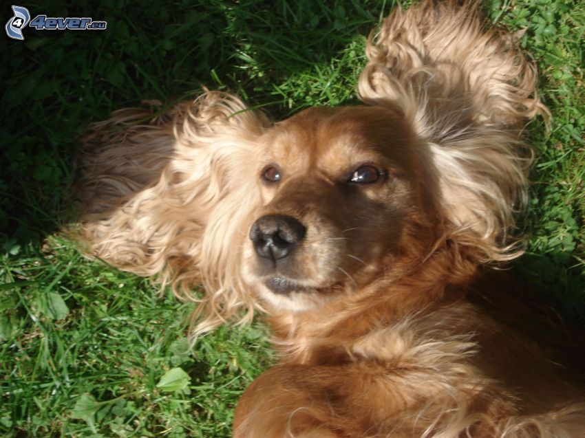 Cocker spaniel angielski, pies na trawie
