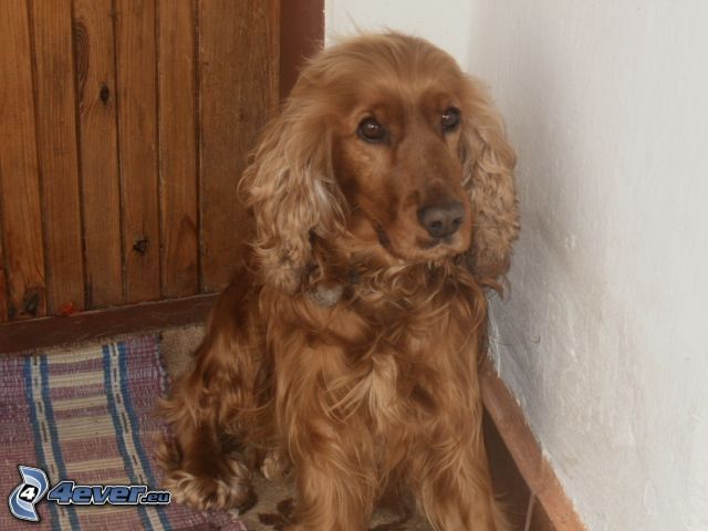 Cocker spaniel angielski