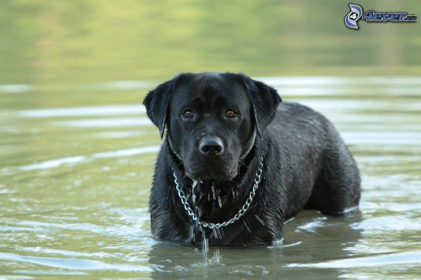 czarny Labrador, pies w wodzie