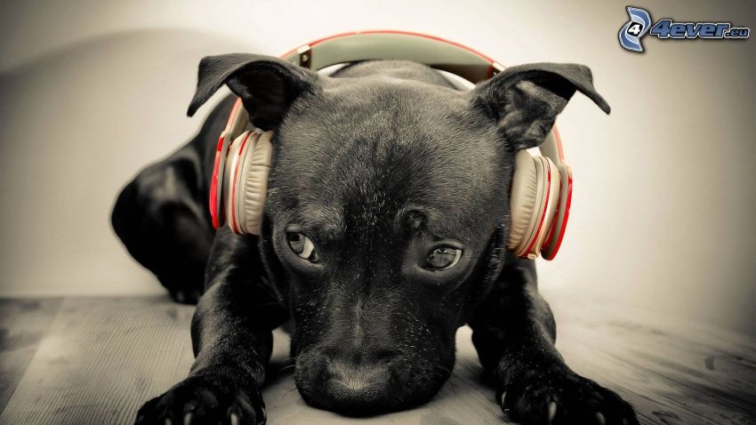 czarny pies, słuchawki