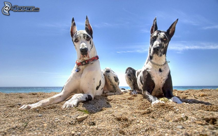 Dog niemiecki, plaża piaszczysta, morze
