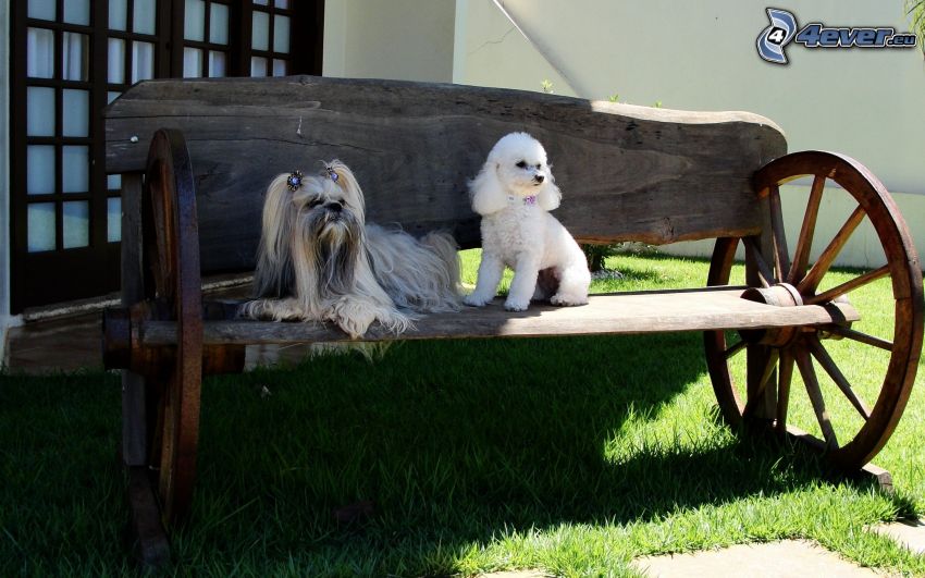 dwa psy, długowłosy Yorkshire Terrier, pudel, ławeczka