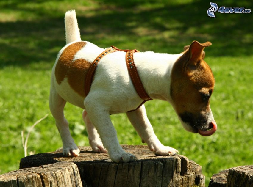 Jack Russel Terrier, wystawiony język, pniaki