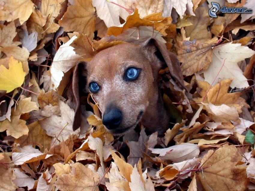 jamnik, niebieskie oczy, suche liście, jesień
