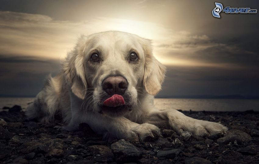 Labrador, wystawiony język, kamienista plaża
