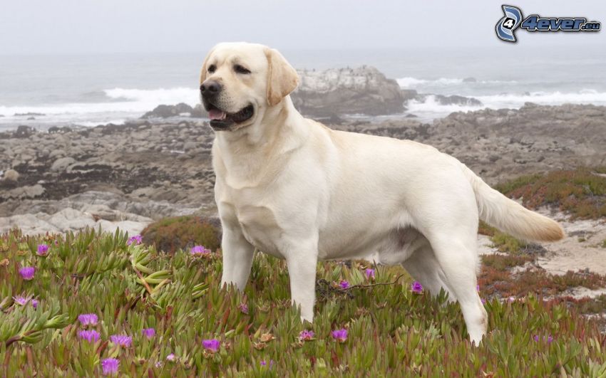 Labrador retriever, morze, kamienista plaża