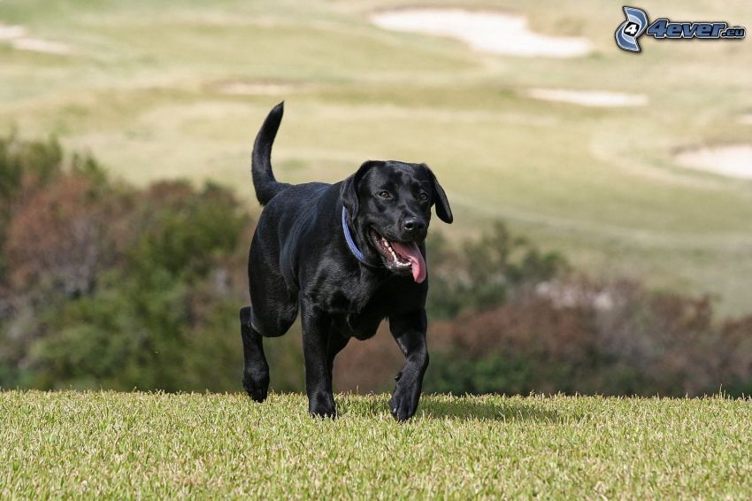 Labrador retriever, wystawiony język