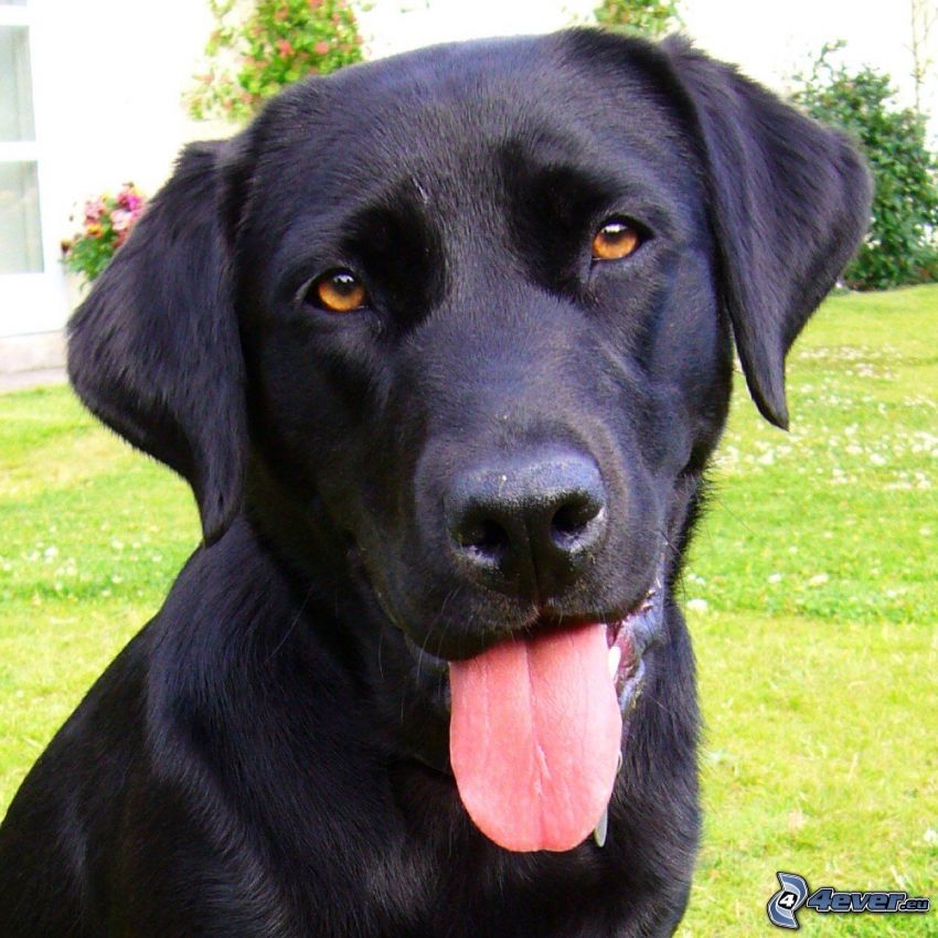 Labrador retriever, wystawiony język