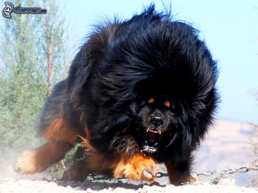 Mastif tybetański, gniew