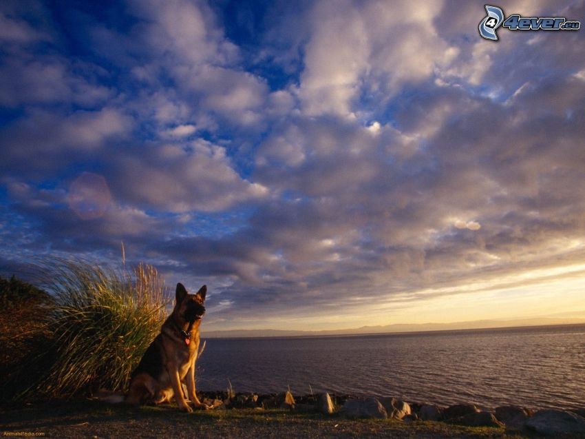 owczarek niemiecki, widok na morze, chmury