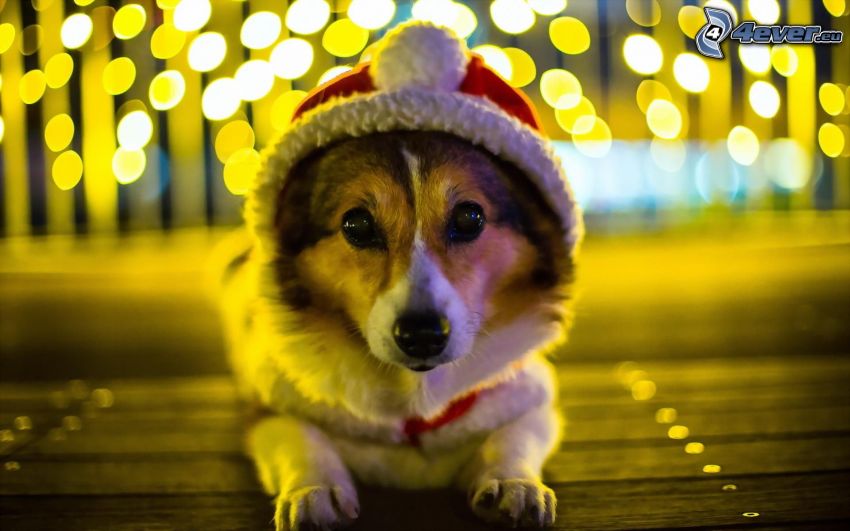 pies, czapka Świętego Mikołaja