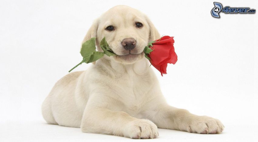 pies, czerwona róża