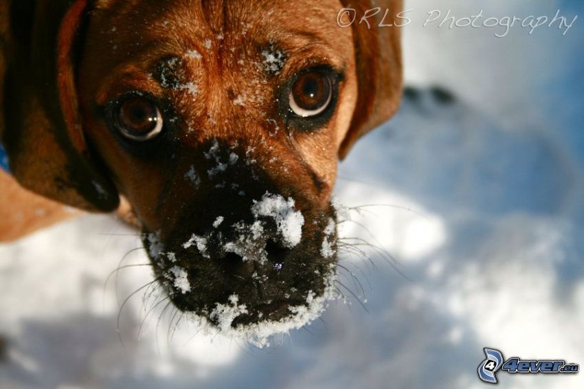 pies, spojrzenie, śnieg