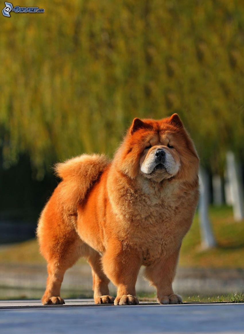 pies chow-chow