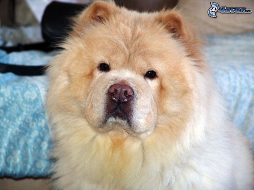 pies chow-chow