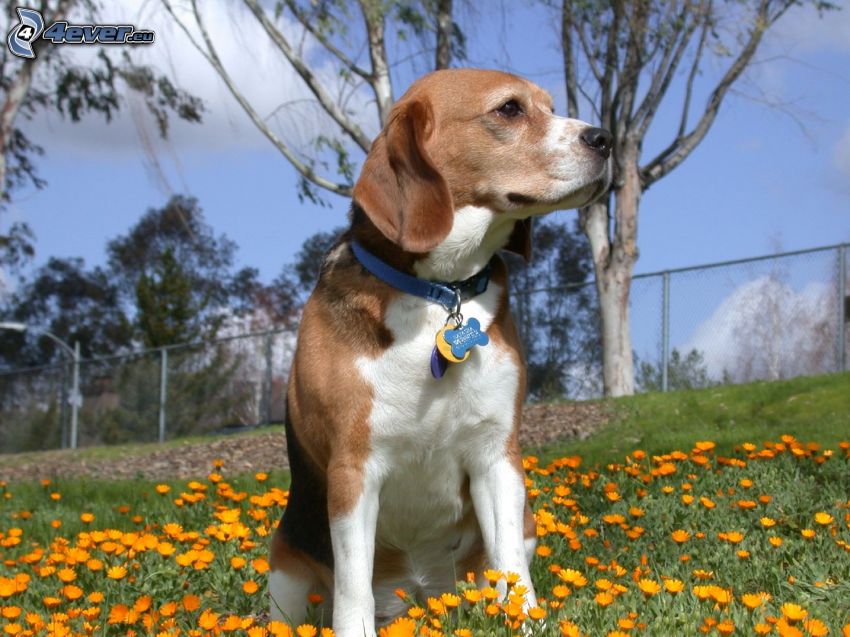 Pies gończy, pomarańczowe kwiaty, spojrzenie, płot
