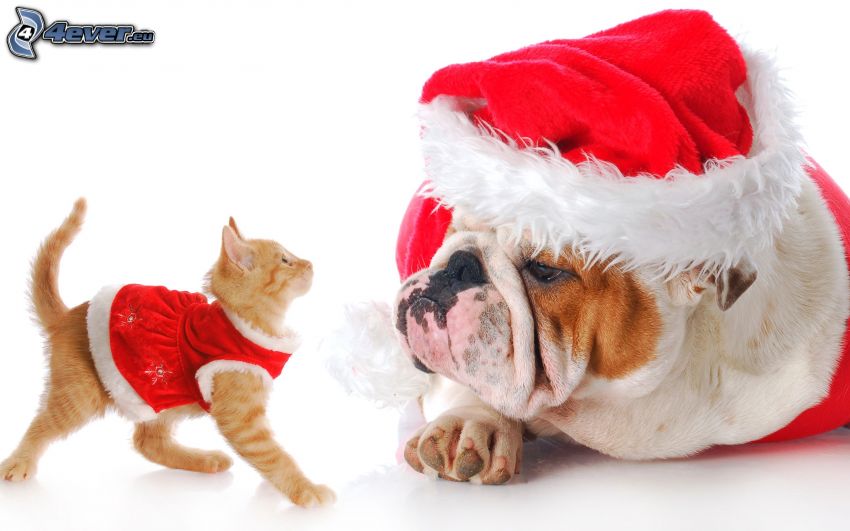 pies i kot, czapka Świętego Mikołaja