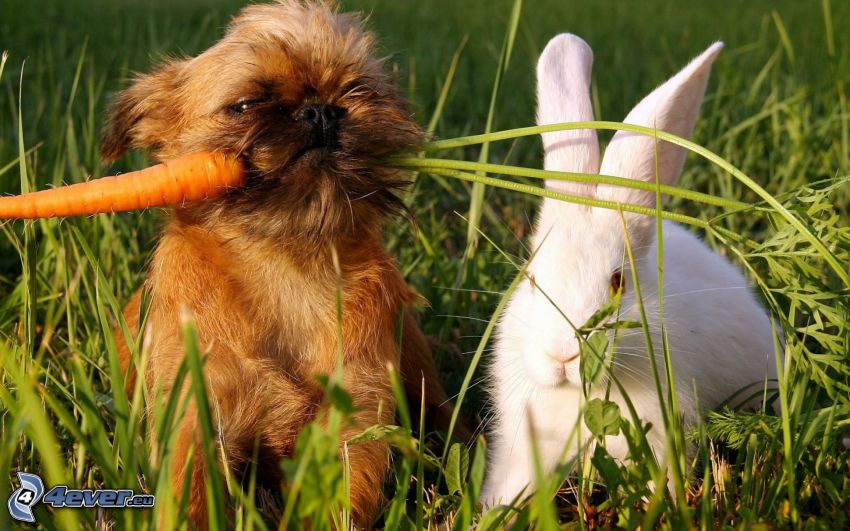 pies i królik, marchew, zielona trawa