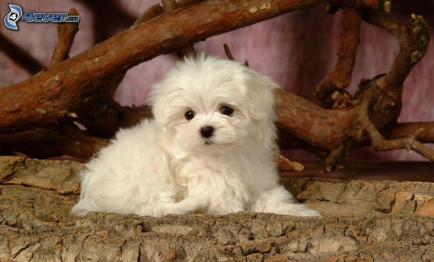 pies maltański, białe szczenię, drewno, kora drzewa