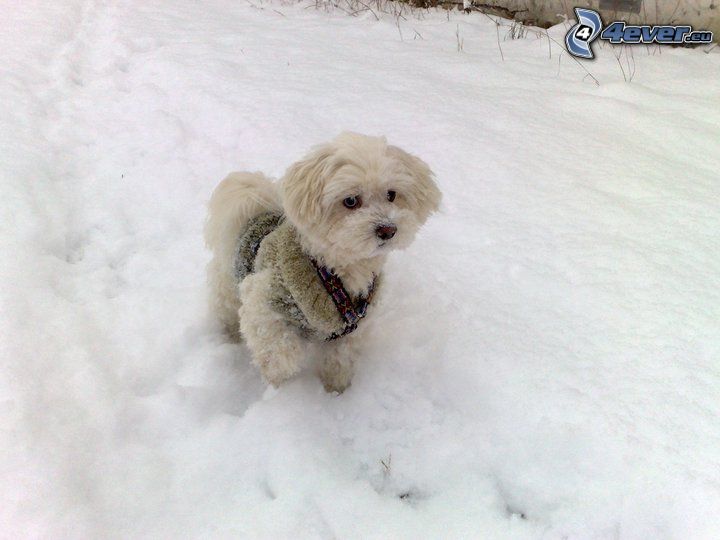pies na śniegu