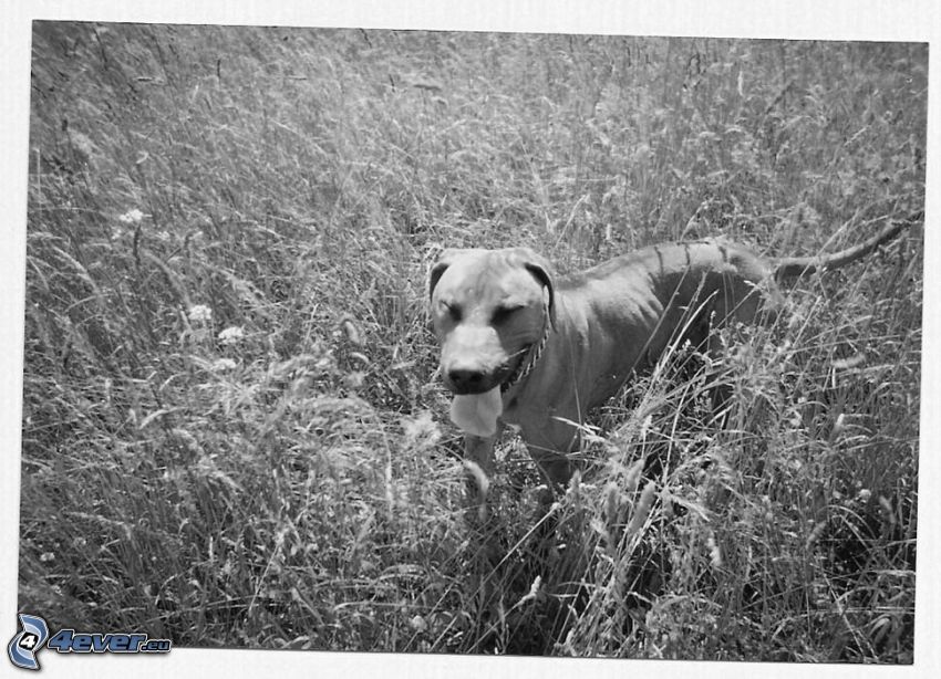 pies w trawie, łąka, wystawiony język
